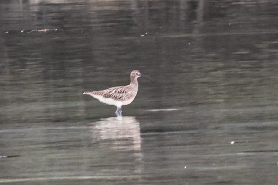 Whimbrel - David Hird