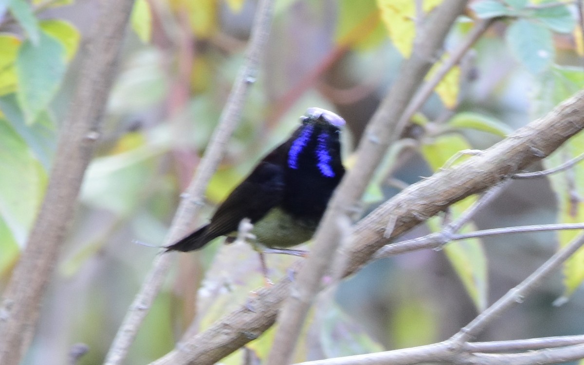 Black-throated Sunbird - SHIRISH GAJARALWAR