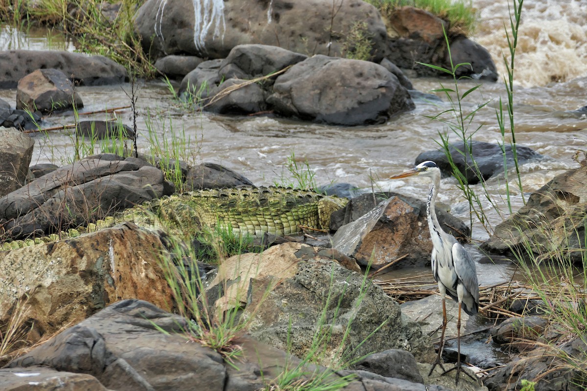 Gray Heron - Hubert Söhner