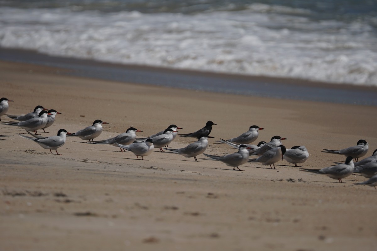 Black Tern - ML619225653