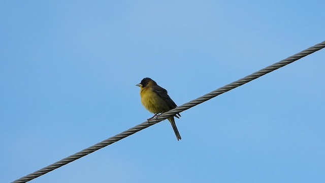 Black-headed Bunting - ML619225657