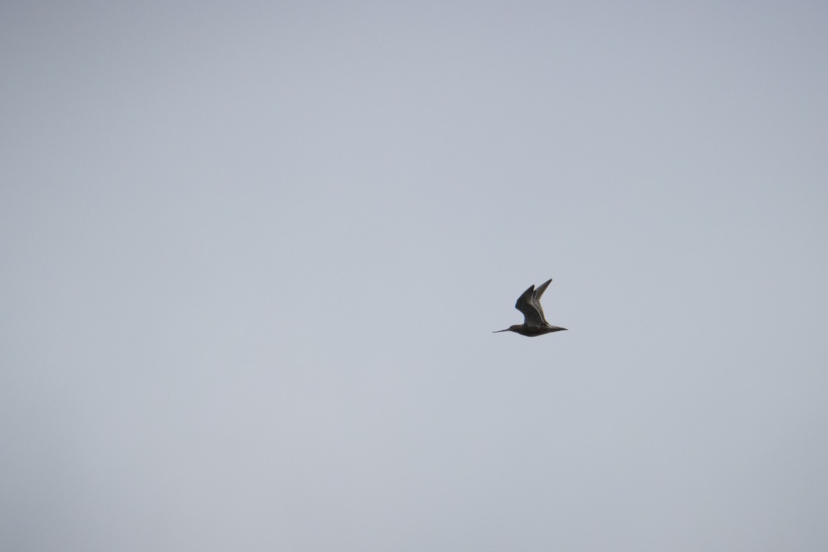 Bar-tailed Godwit - Martin Jeanmonod