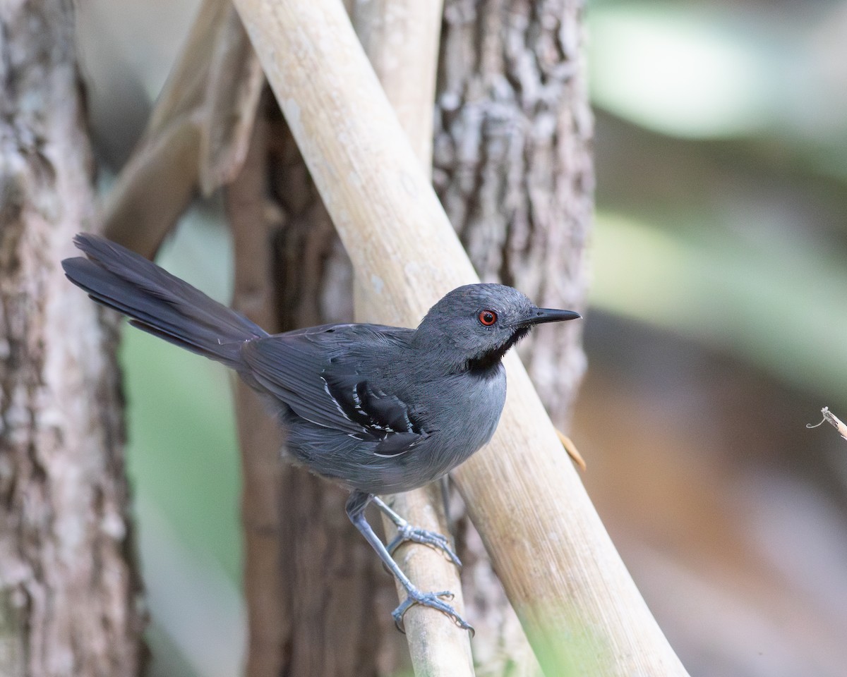 Slender Antbird - ML619225663