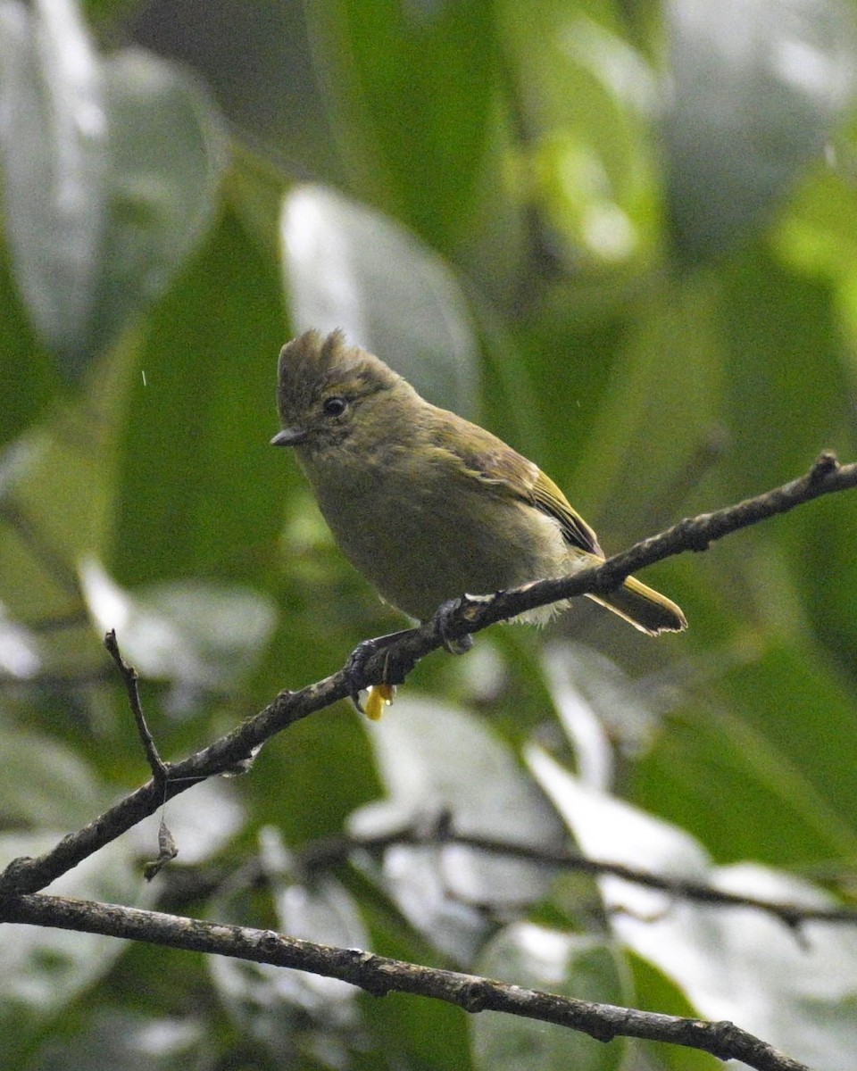 Yellow-browed Tit - Partha Saradhi Allam