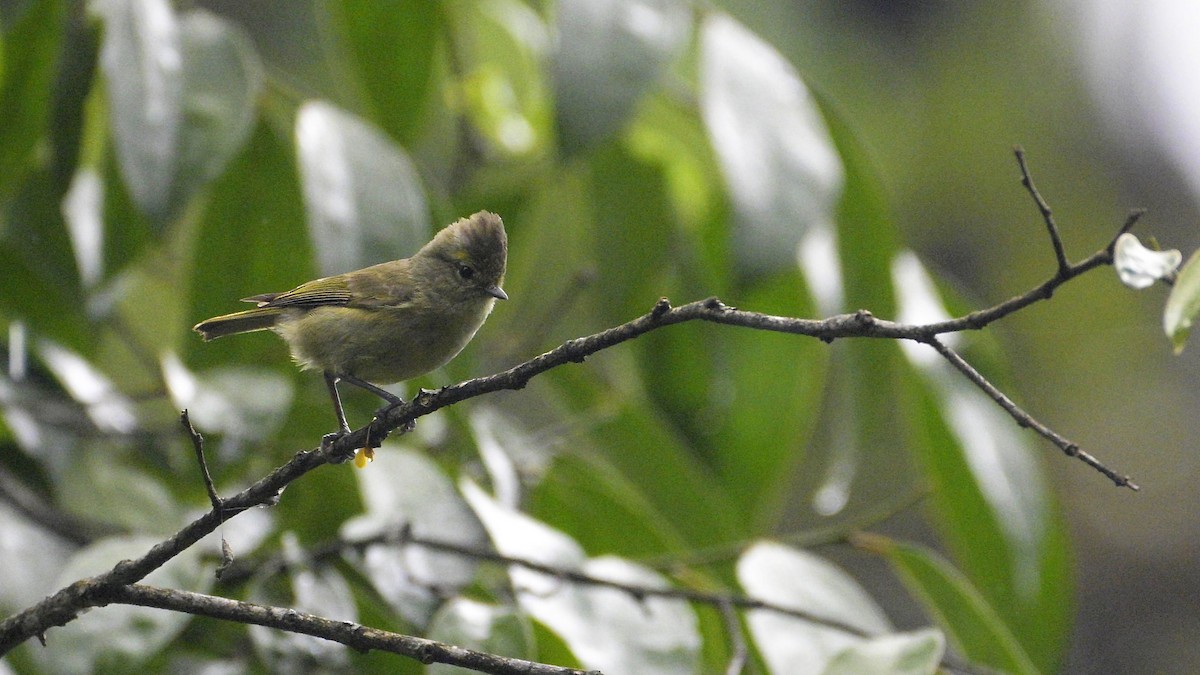 Yellow-browed Tit - Partha Saradhi Allam