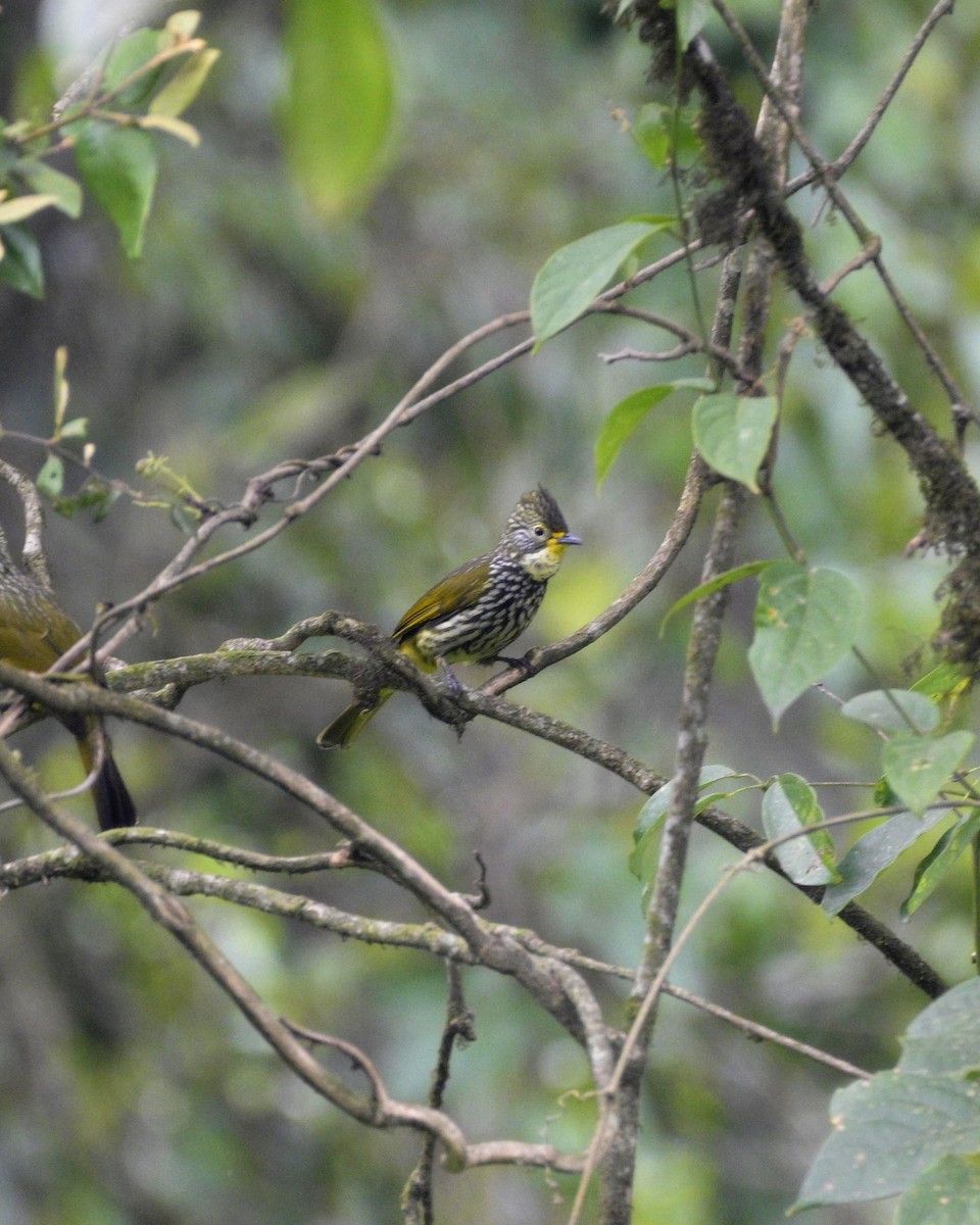 Striated Bulbul - ML619225681