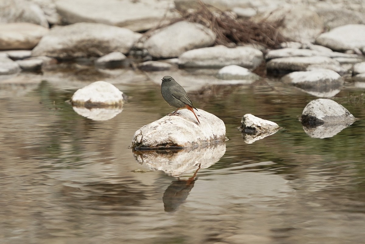 Plumbeous Redstart - ML619225684