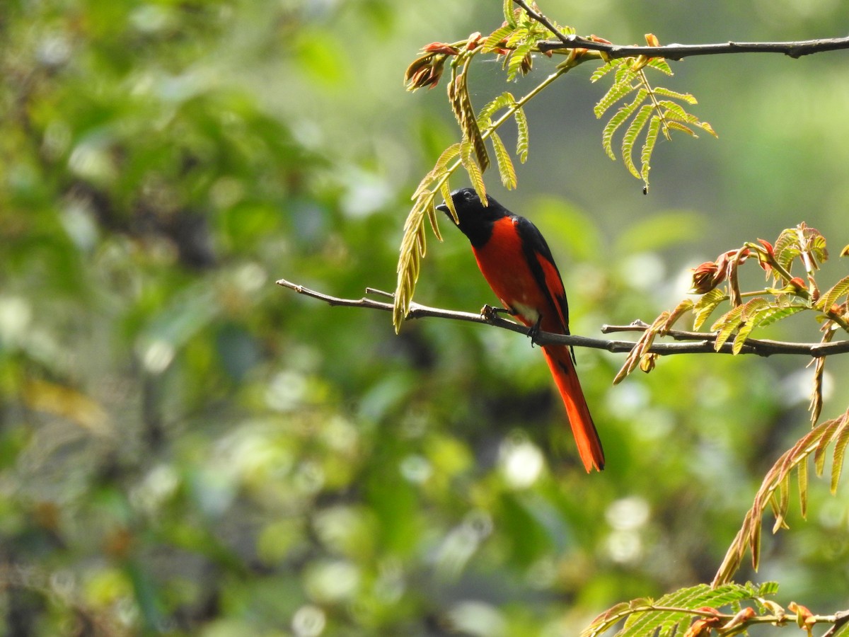 赤紅山椒鳥 - ML619225711