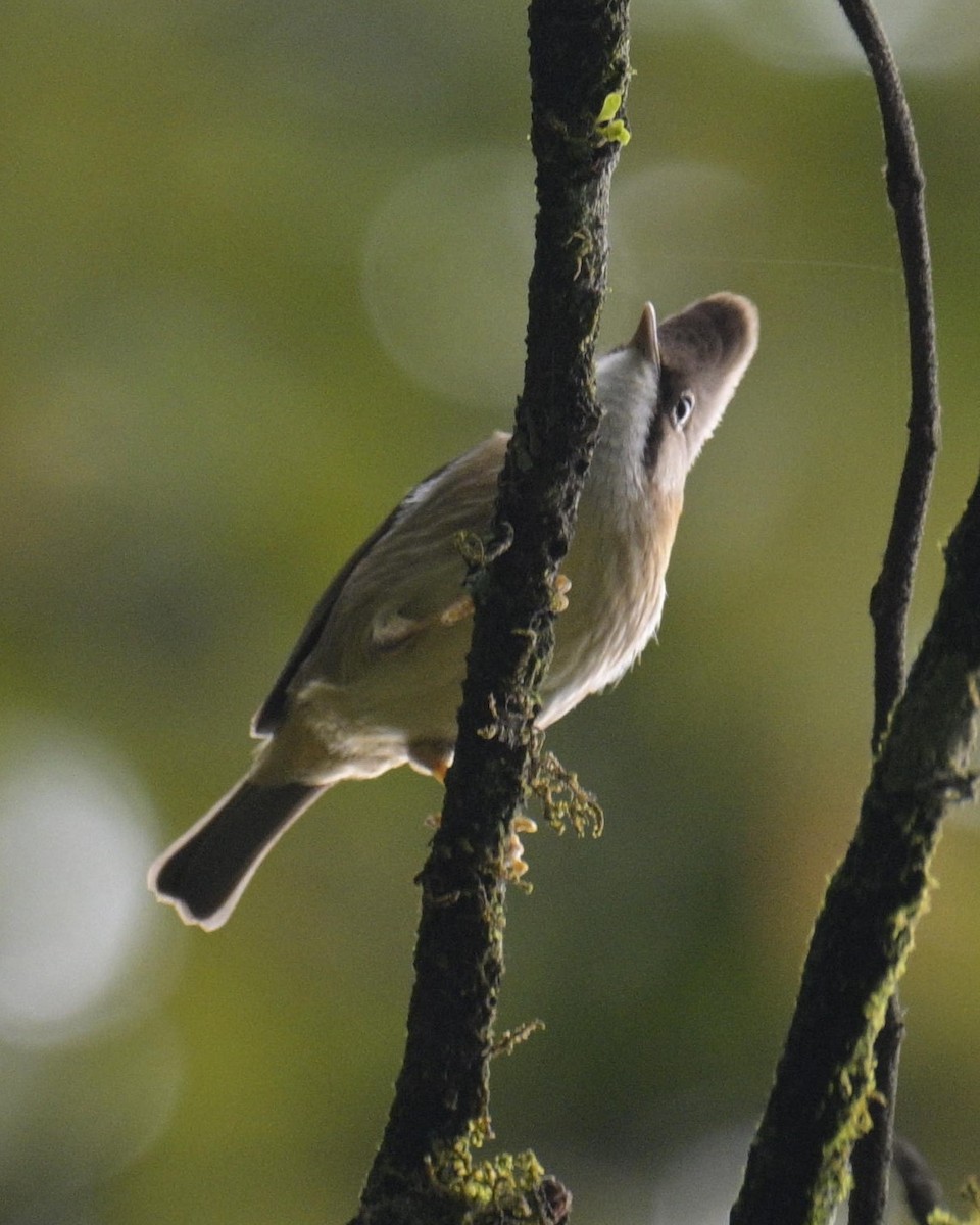 Whiskered Yuhina - Partha Saradhi Allam