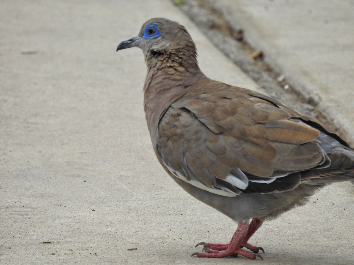 West Peruvian Dove - Eduardo  Jackson