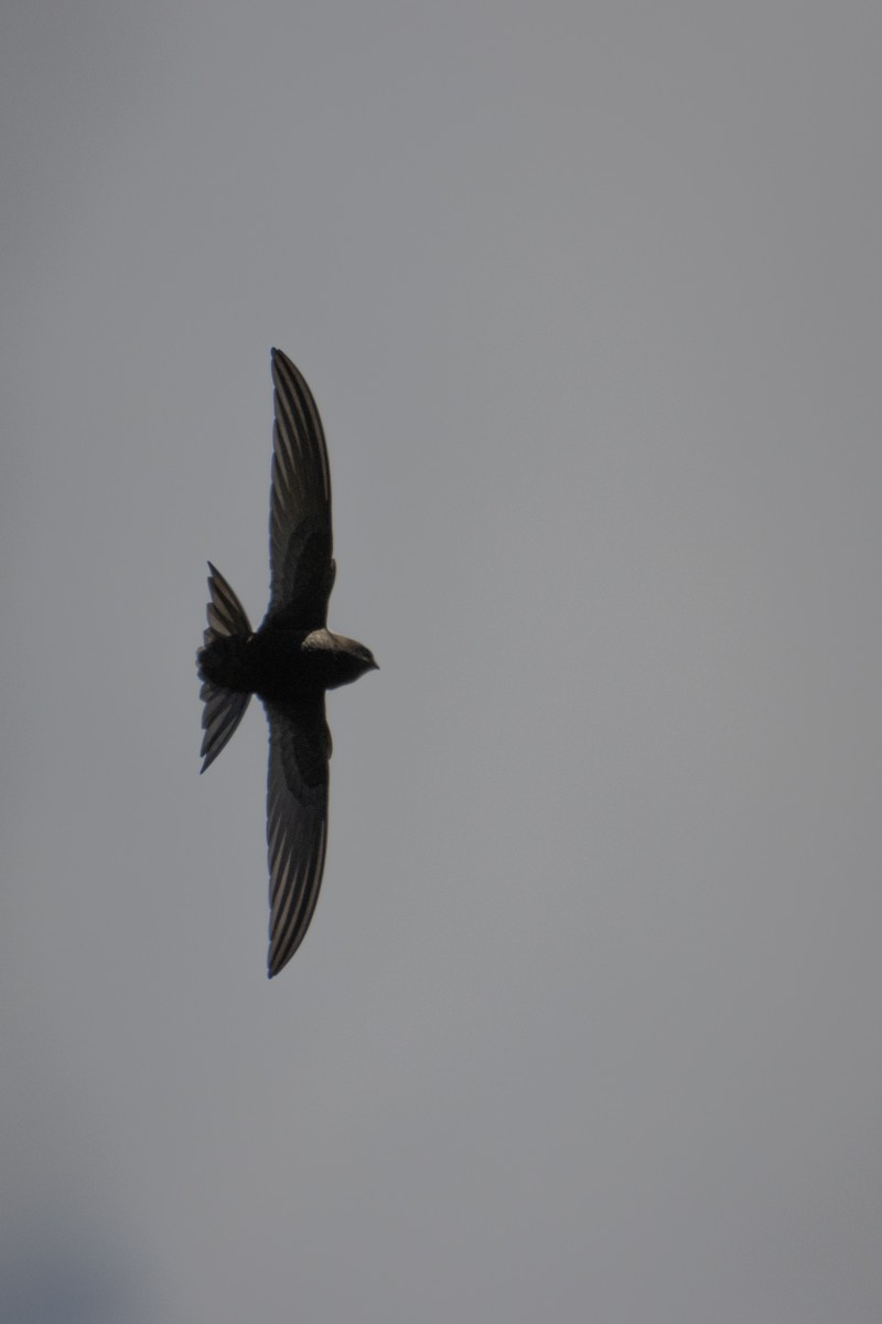 Pallid Swift - ML619225726