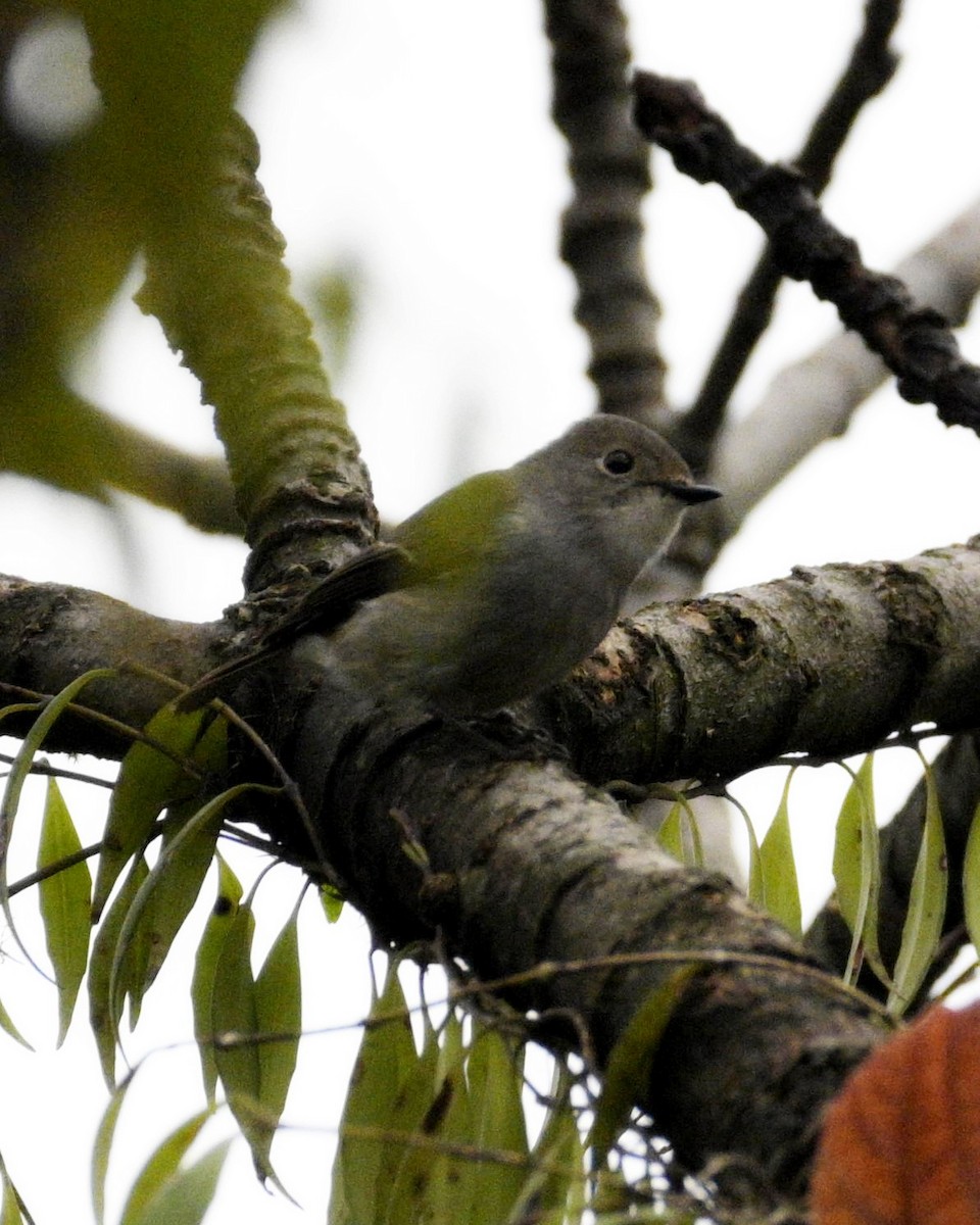 Little Pied Flycatcher - Partha Saradhi Allam