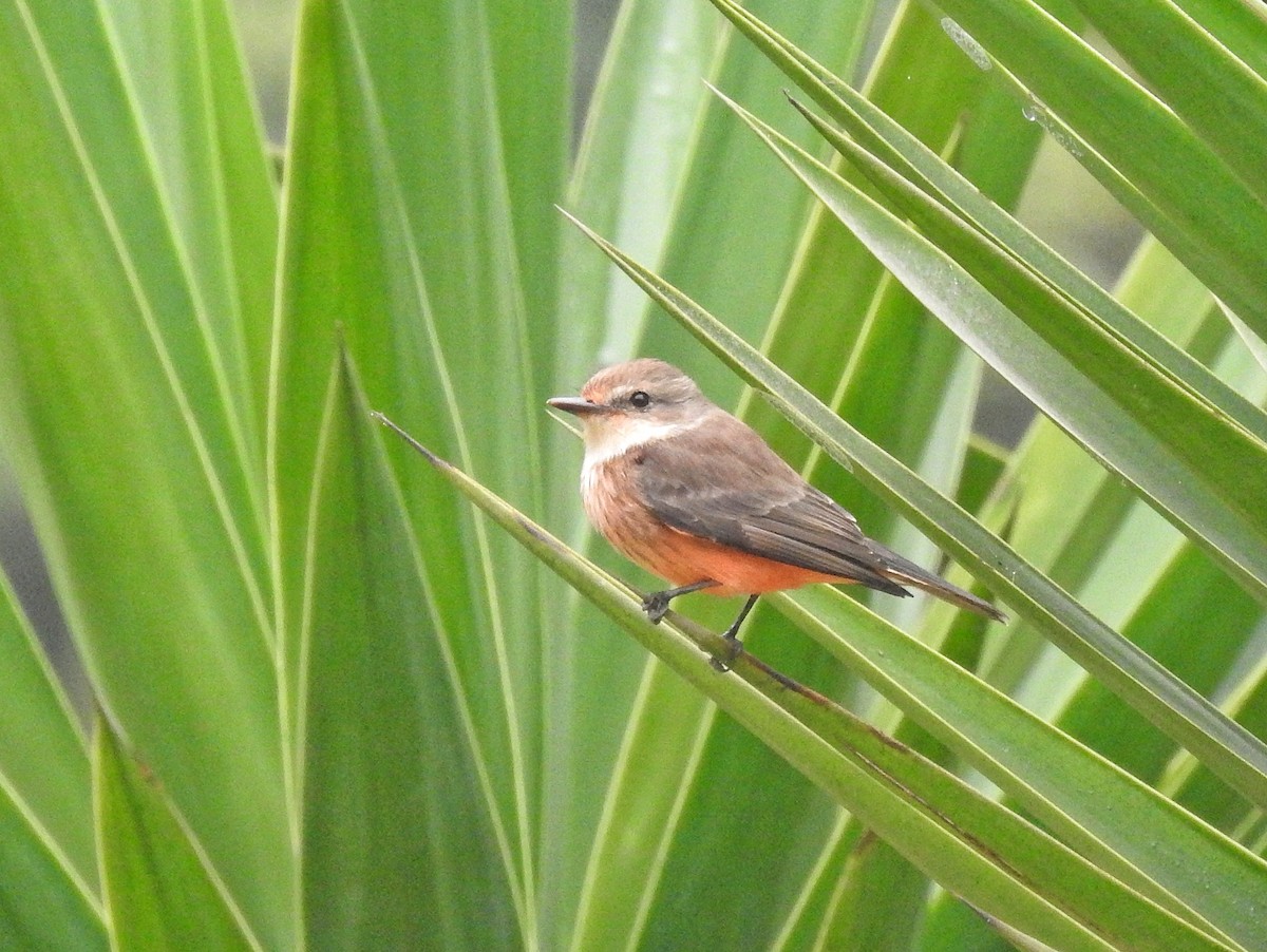 Vermilion Flycatcher - Eduardo  Jackson