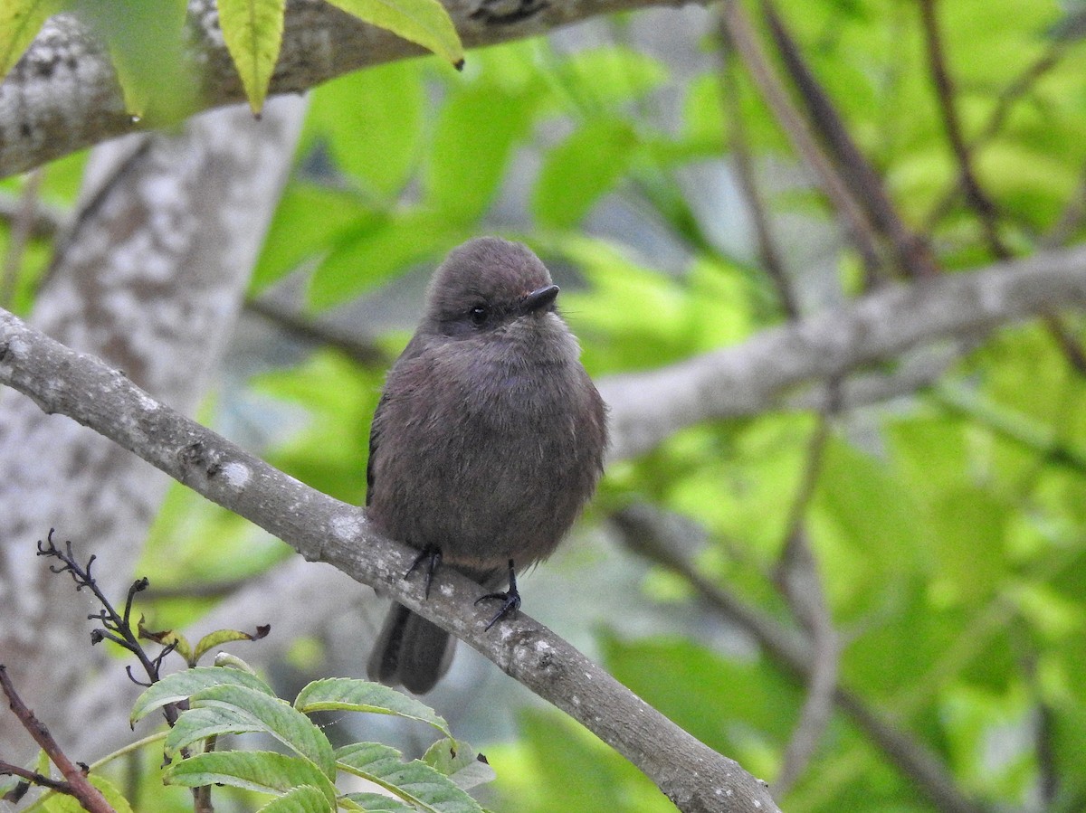 Vermilion Flycatcher (obscurus Group) - ML619225750