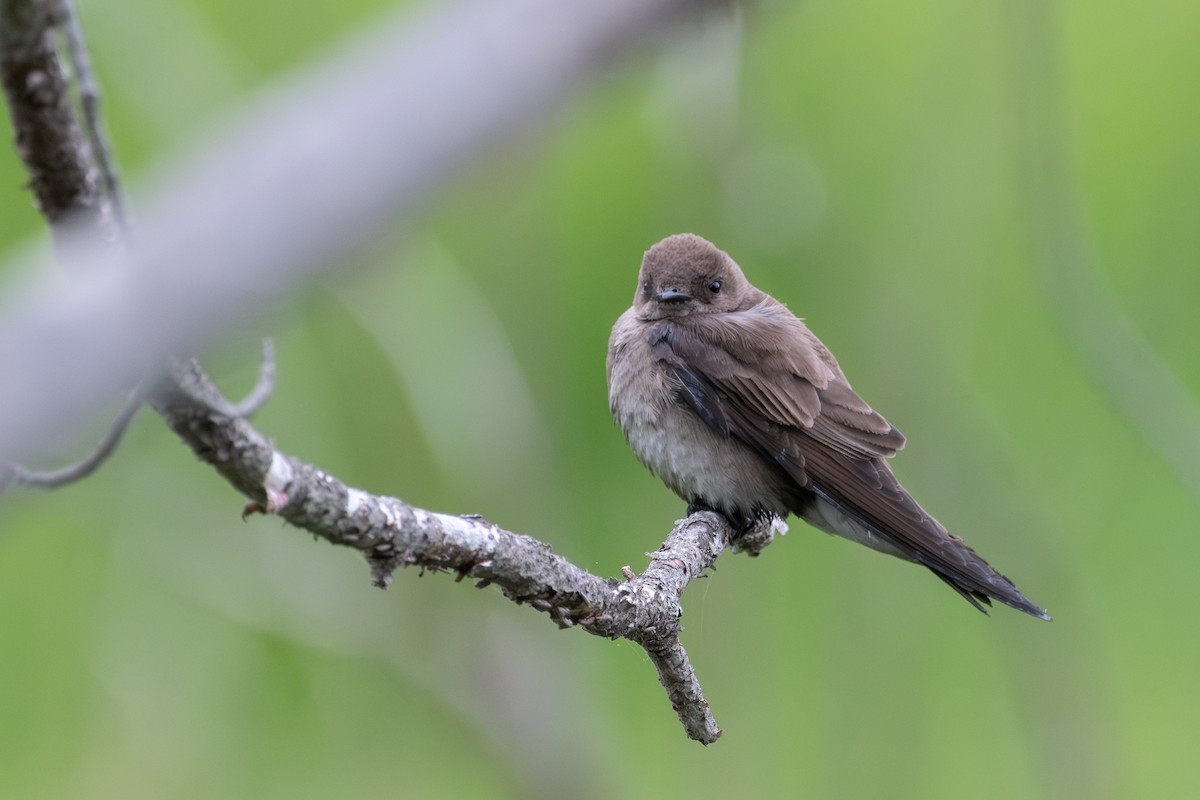 Northern Rough-winged Swallow - ML619225756