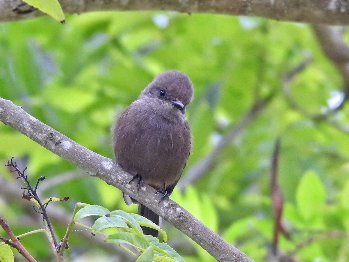 Vermilion Flycatcher (obscurus Group) - Eduardo  Jackson