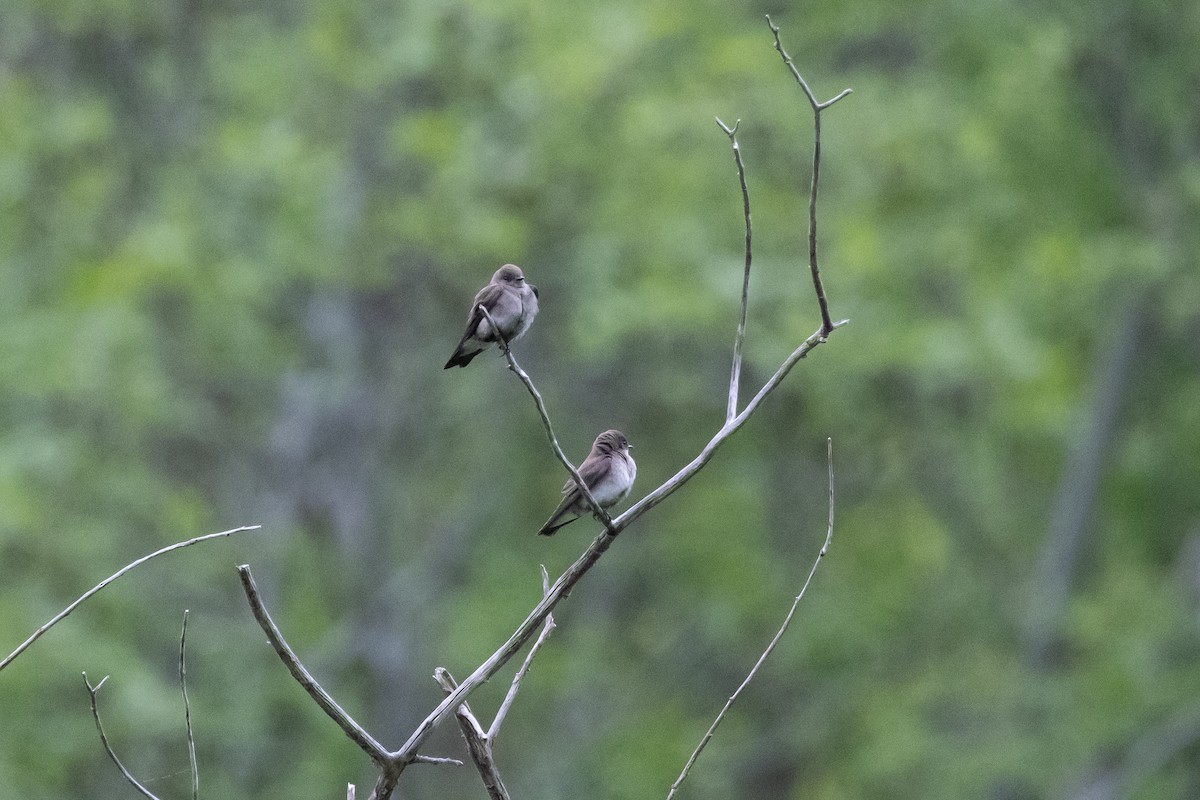 Northern Rough-winged Swallow - ML619225766