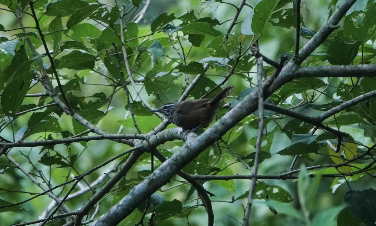 Spot-breasted Wren - ML619225767