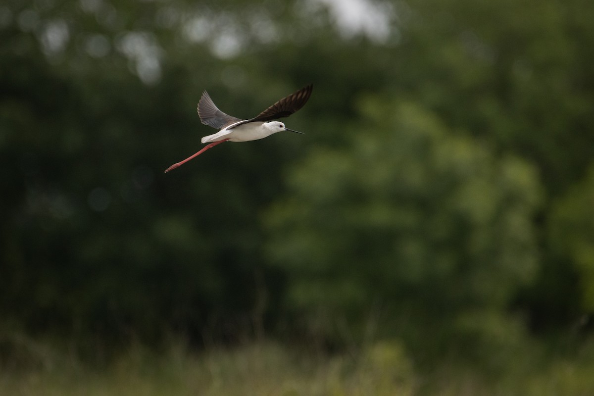 Black-winged Stilt - ML619225775