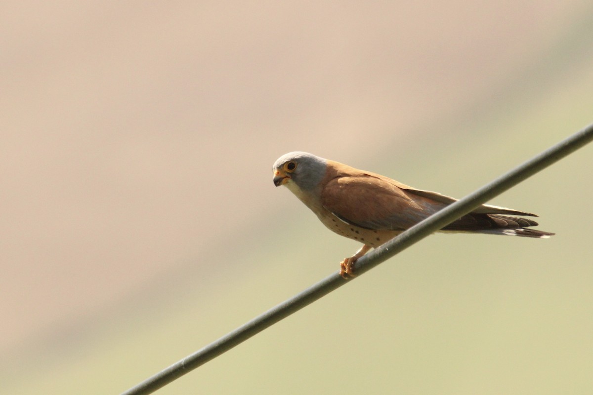 Lesser Kestrel - Isak Salen