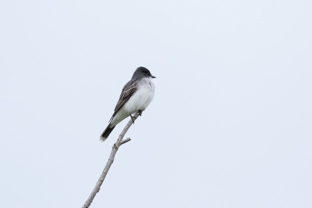 Eastern Kingbird - ML619225798