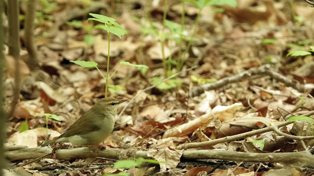 Swainson's Warbler - ML619225807