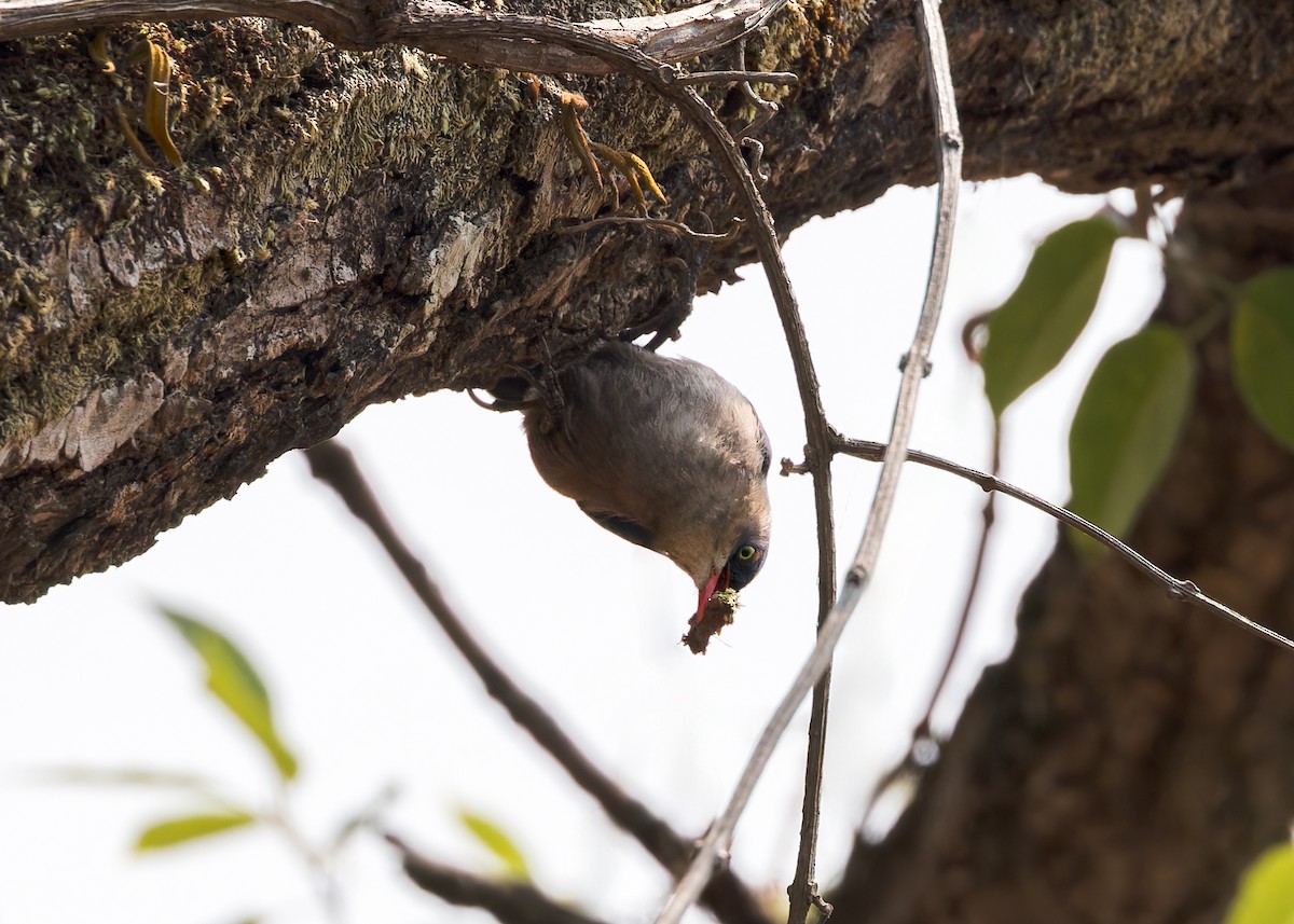 Velvet-fronted Nuthatch - Ma Yan Bryant