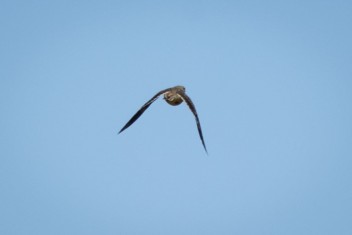 Calandra Lark - Joren van Schie