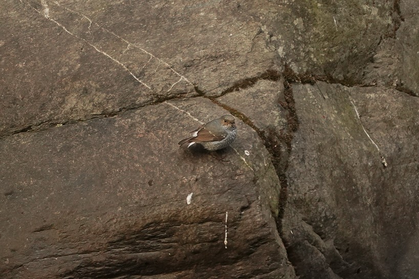 Plumbeous Redstart - ML619225830