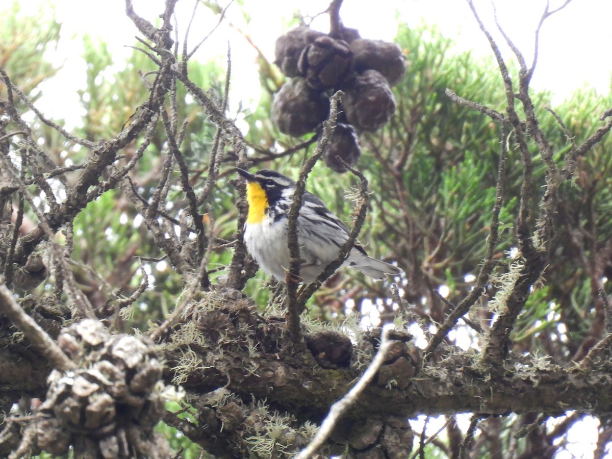 Yellow-throated Warbler - Teale Fristoe