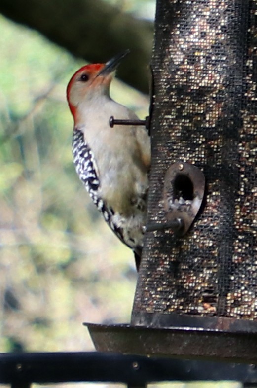 Red-bellied Woodpecker - ML619225840