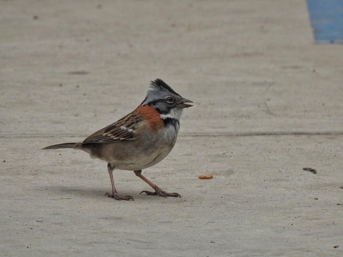 Rufous-collared Sparrow - Eduardo  Jackson