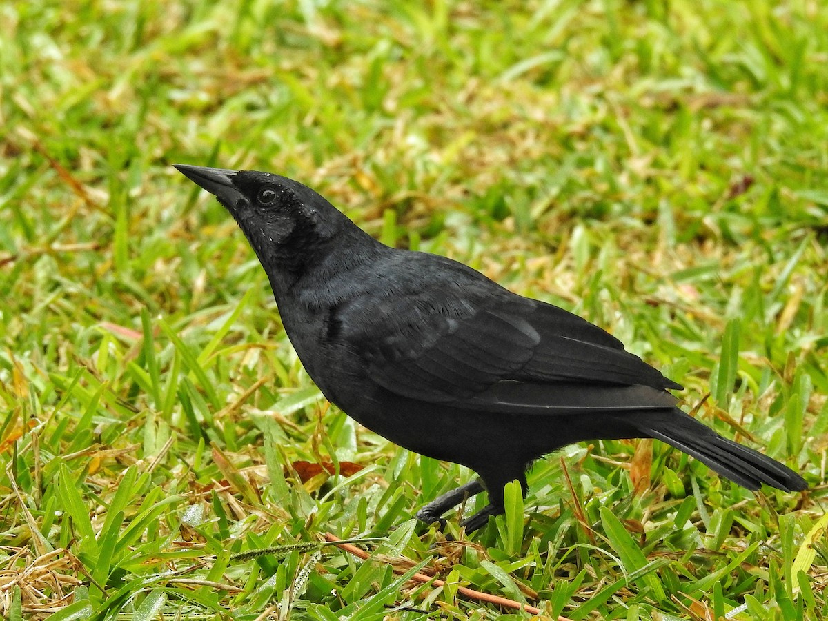 Scrub Blackbird - Eduardo  Jackson