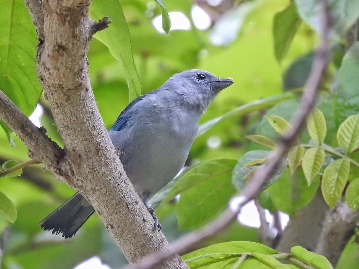 Blue-gray Tanager - Eduardo  Jackson