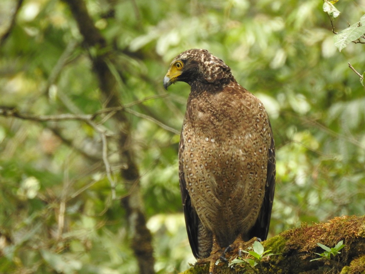 Haubenschlangenadler - ML619225875