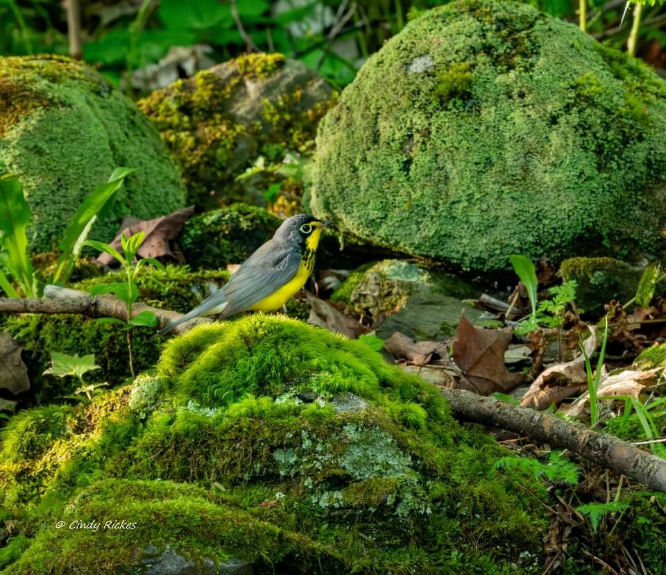 Canada Warbler - Cindy Rickes