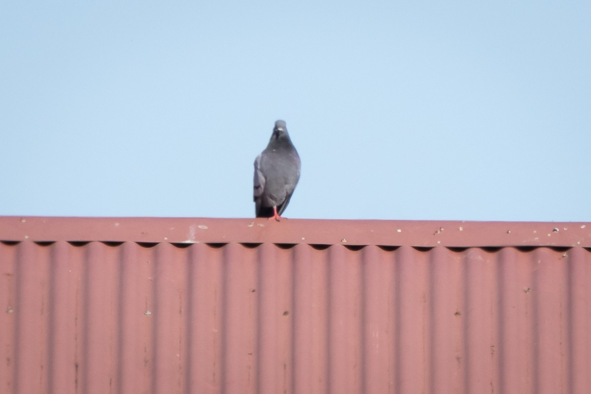 Rock Pigeon (Feral Pigeon) - Joren van Schie