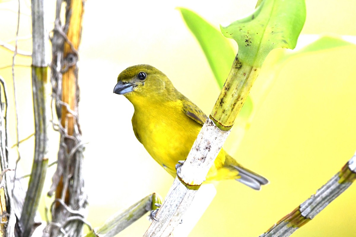 Yellow-crowned Euphonia - Dan Bormann