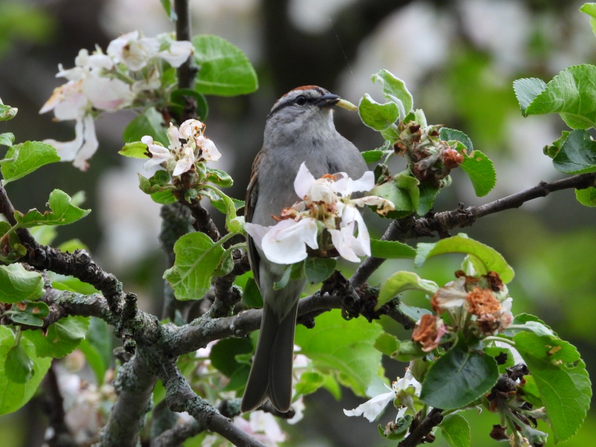 Chipping Sparrow - Olivier Dansereau