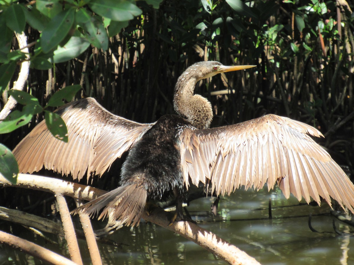 Anhinga d'Amérique - ML619225906