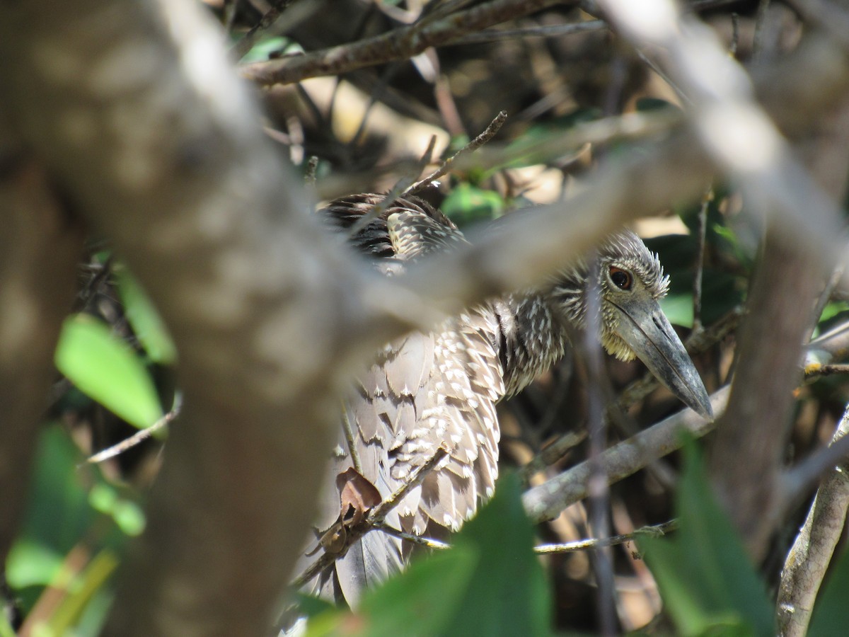 Yellow-crowned Night Heron - ML619225912