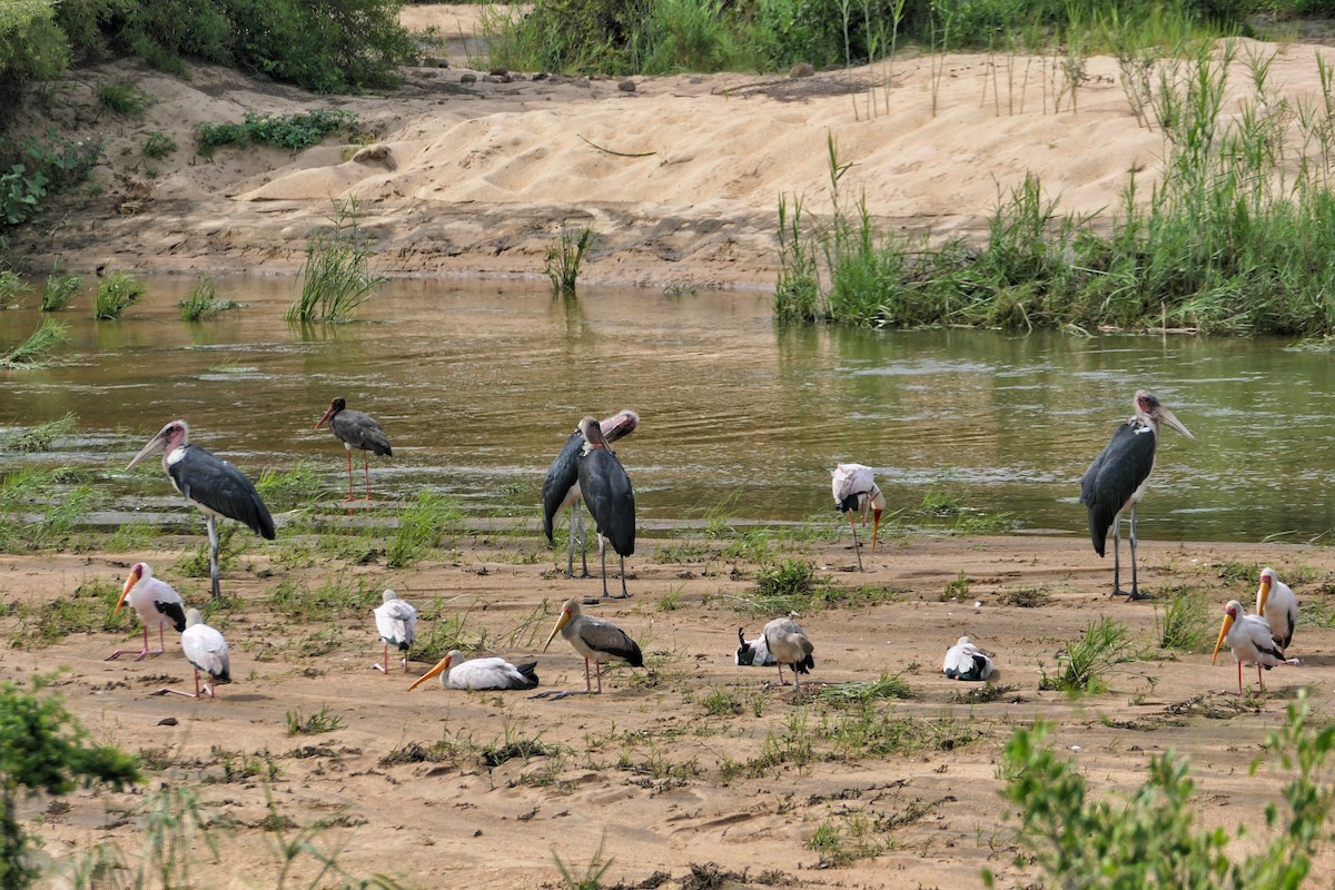 Black Stork - Hubert Söhner