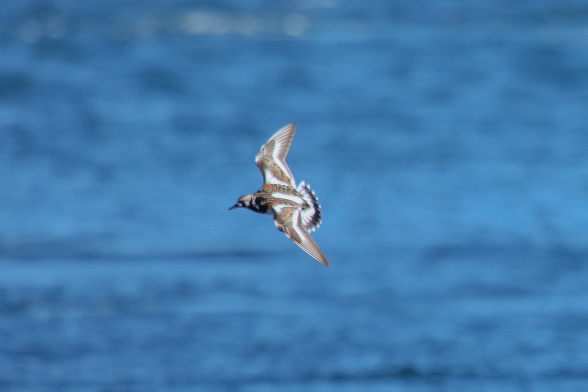 Ruddy Turnstone - ML619225921