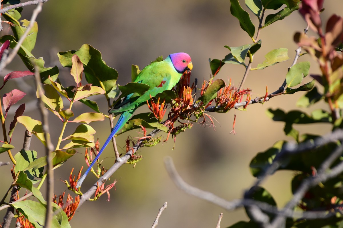 Plum-headed Parakeet - SHIRISH GAJARALWAR
