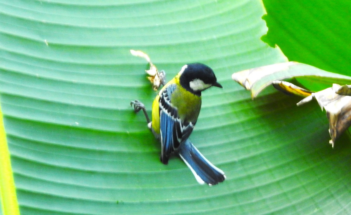 Green-backed Tit - ML619225924