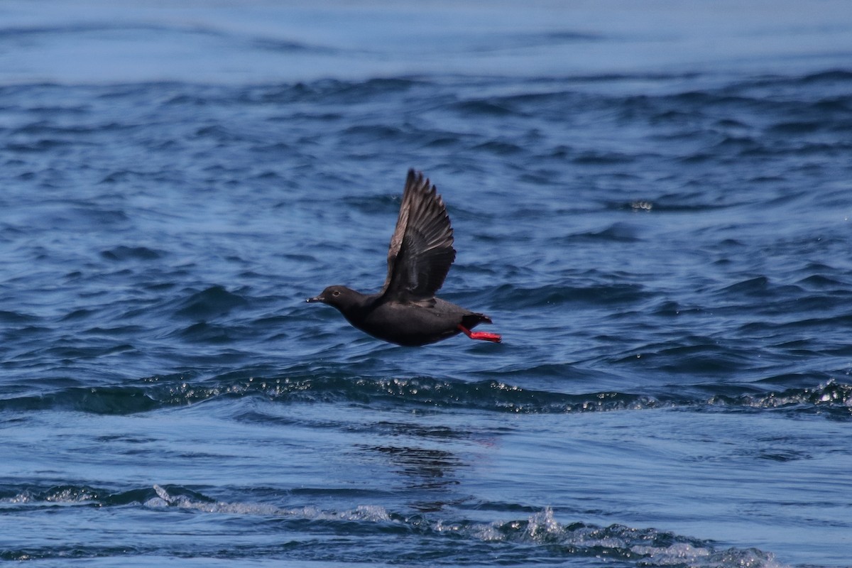 Pigeon Guillemot - ML619225928