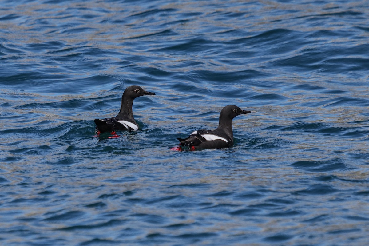 Pigeon Guillemot - ML619225929