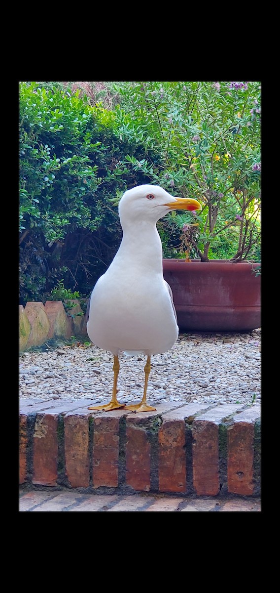 Yellow-legged Gull - Sheri Minardi