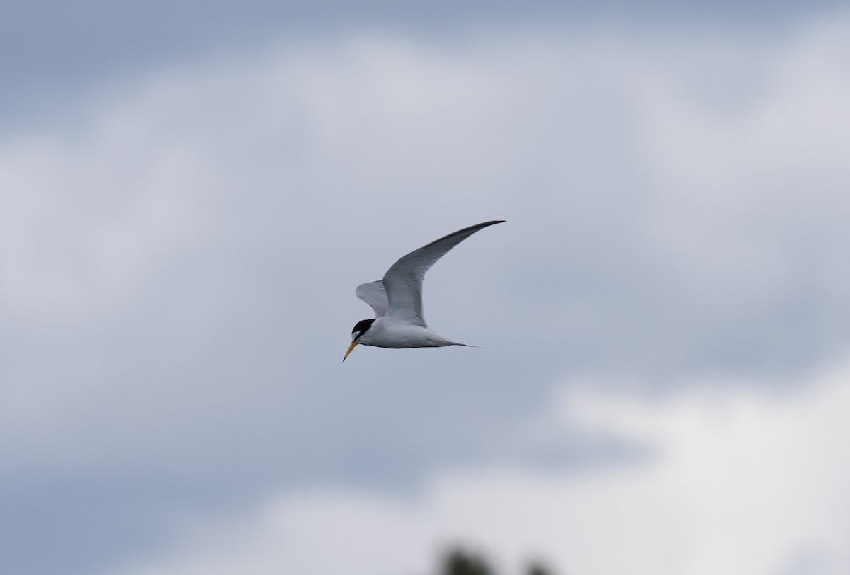 Little Tern - ML619225943