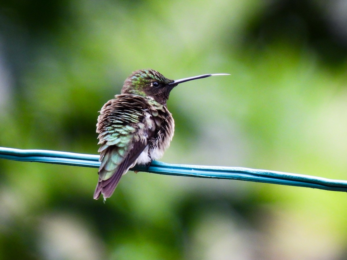 Ruby-throated Hummingbird - Sophie Dismukes
